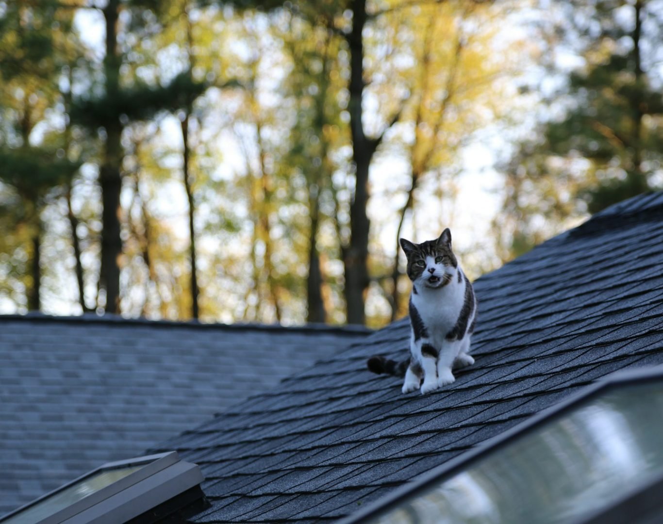 roof maintenance Mt. Juliet, TN preventative repair service